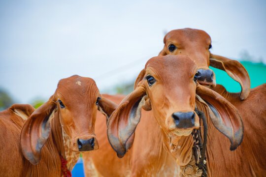 showing indian cows for representing indian cows having passports here in this blog