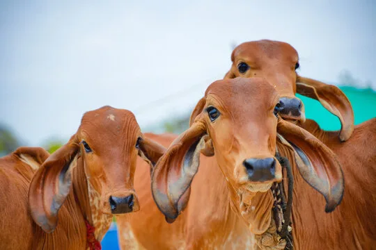 🐄 5 Crazy Facts About How Indian Cows Have Passports Too! (Yes, Seriously!) showing indian cows for representing indian cows having passports here in this blog
