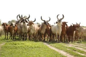 Showing Indegenous Cow Breed To Showcase Indian Cows Have Passports