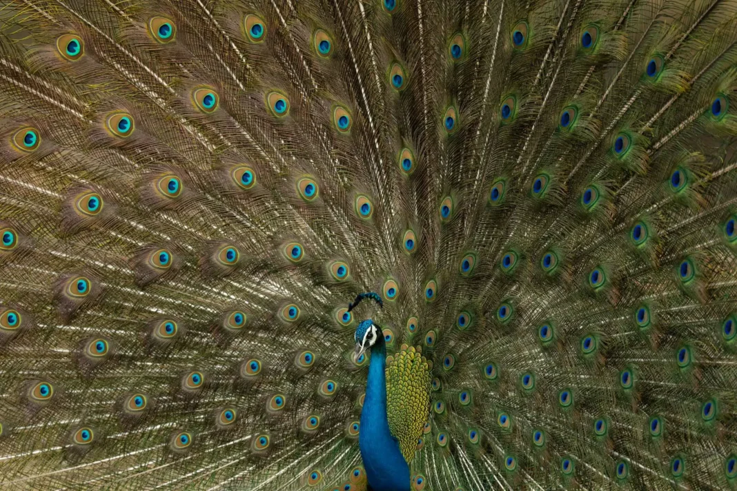 🦚 7 Fun Facts That Prove Peacocks Don’t Dance for Rain — They Dance for Love! 🌧️💃 dancing peacock picture