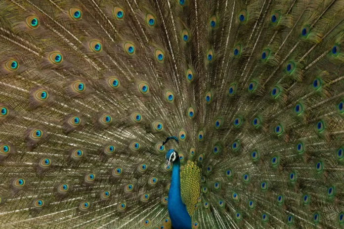 dancing peacock picture