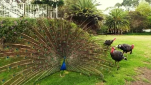 showcasing Peacocks Don’t Dance for Rain