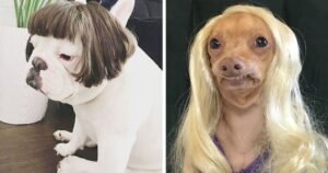 Pet Wigs
